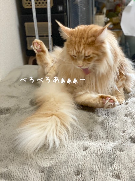 f:id:chikojirou:20191118213503j:plain