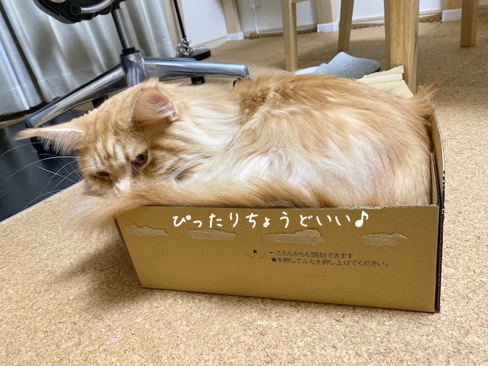 f:id:chikojirou:20191129214106j:plain