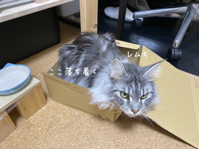 f:id:chikojirou:20191129214109j:plain