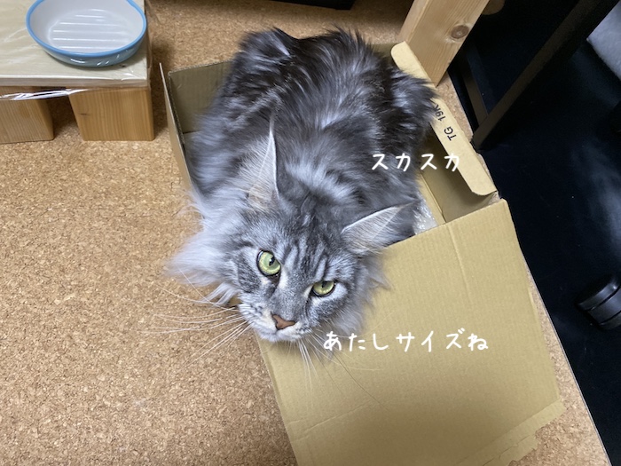 f:id:chikojirou:20191129214112j:plain