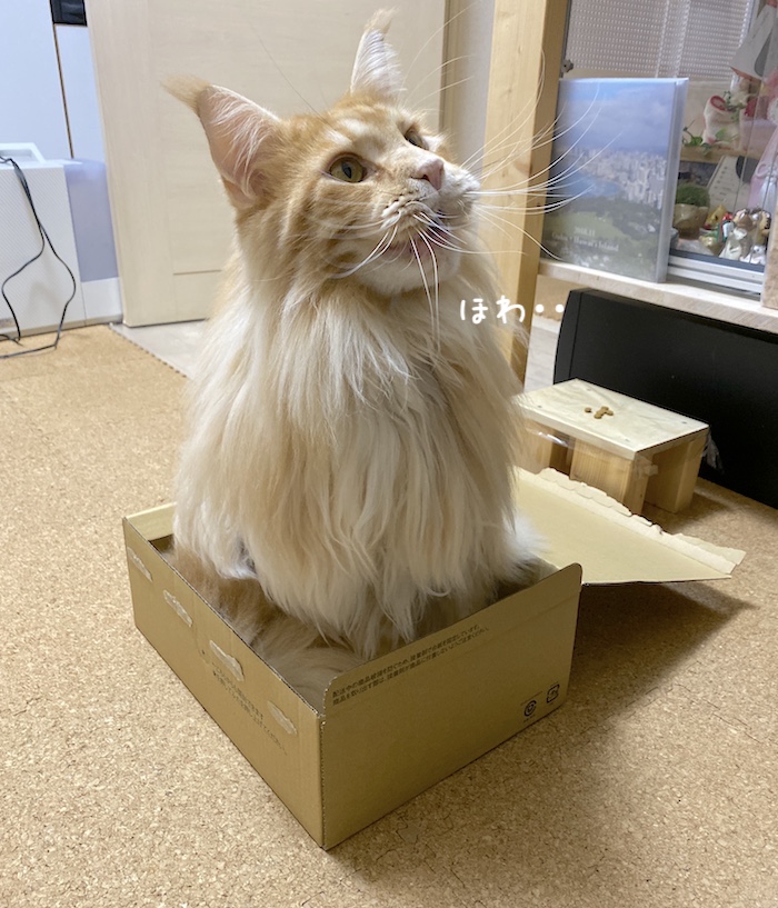 f:id:chikojirou:20191129214117j:plain