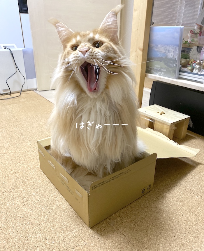 f:id:chikojirou:20191129214123j:plain
