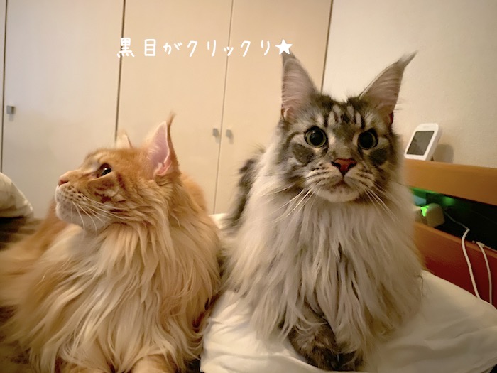 f:id:chikojirou:20191129214132j:plain