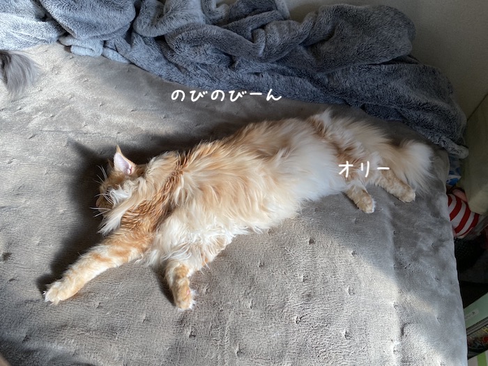 f:id:chikojirou:20191202214713j:plain
