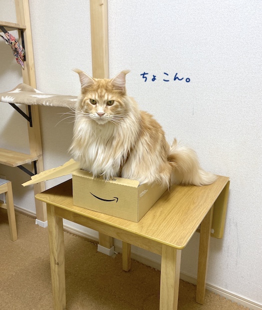f:id:chikojirou:20191202214726j:plain