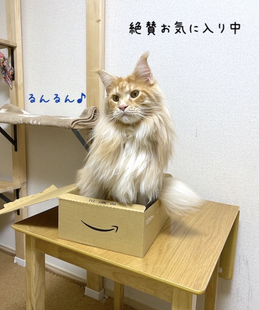 f:id:chikojirou:20191202214729j:plain