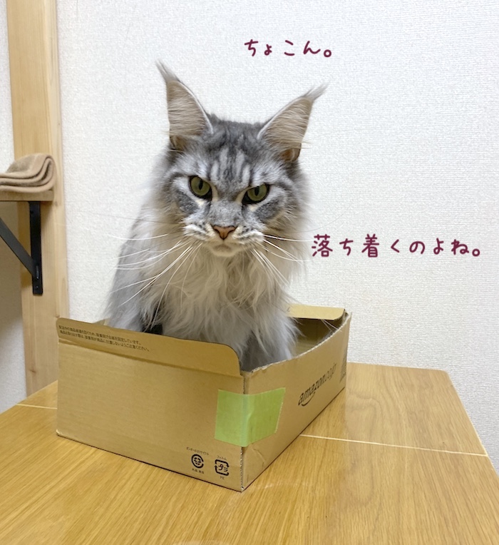 f:id:chikojirou:20191202214732j:plain
