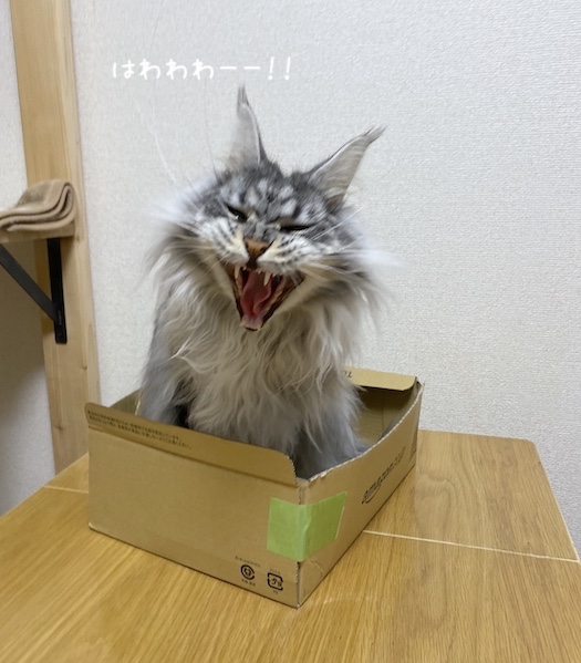 f:id:chikojirou:20191202214737j:plain