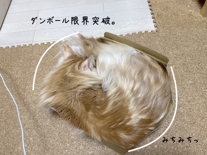 f:id:chikojirou:20191202214743j:plain