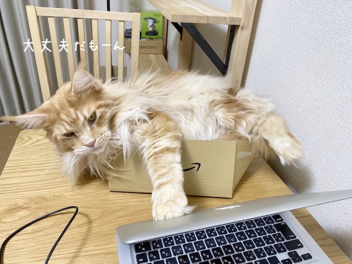 f:id:chikojirou:20191202214750j:plain