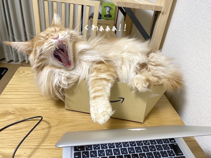 f:id:chikojirou:20191202214755j:plain