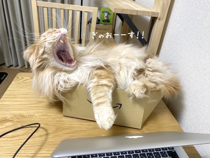 f:id:chikojirou:20191202214759j:plain