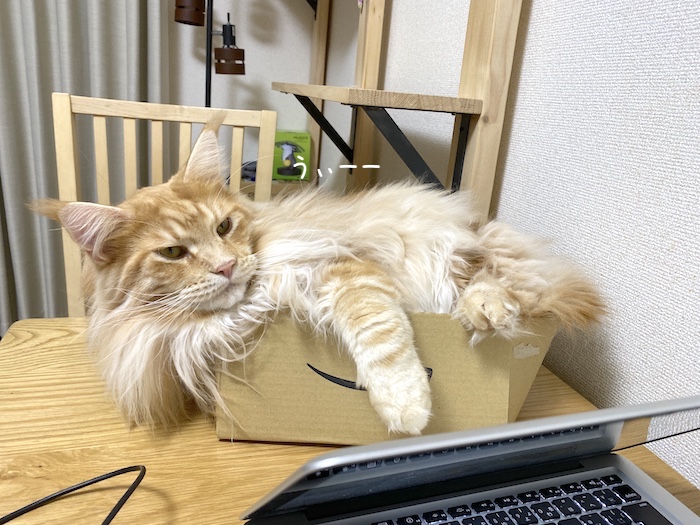 f:id:chikojirou:20191202214802j:plain