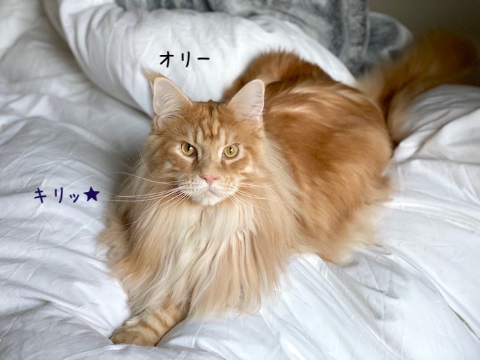 f:id:chikojirou:20191209214149j:plain