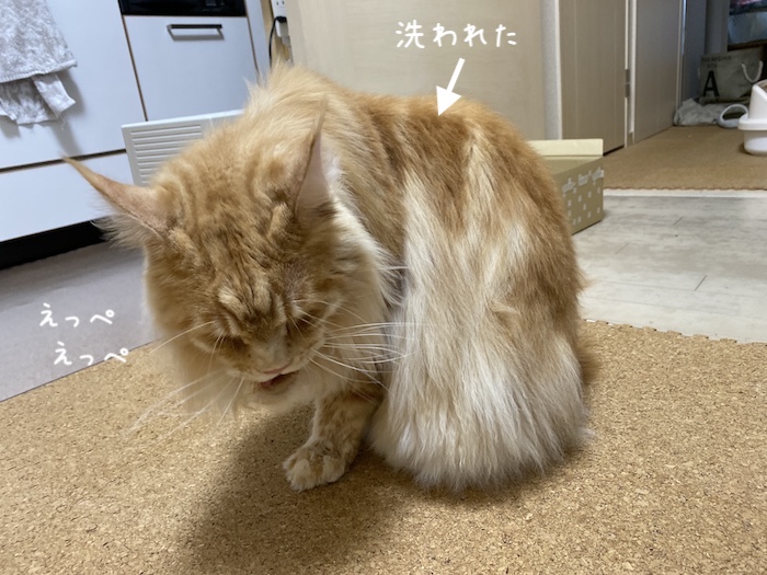 f:id:chikojirou:20191209214158j:plain