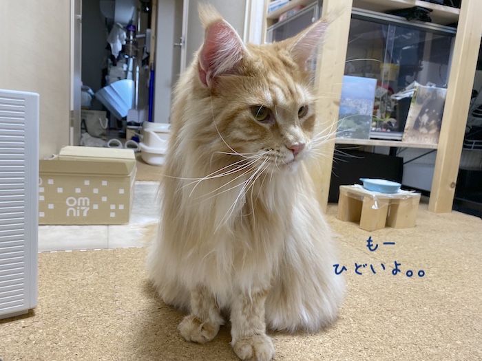 f:id:chikojirou:20191209214203j:plain