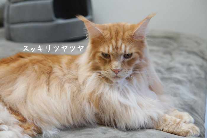 f:id:chikojirou:20191209214210j:plain