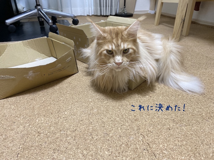 f:id:chikojirou:20191209214224j:plain