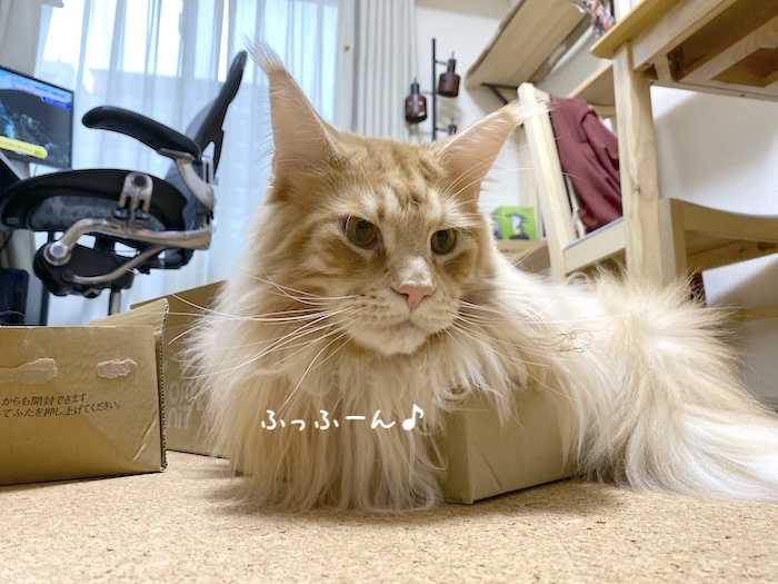 f:id:chikojirou:20191209214229j:plain