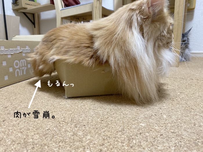 f:id:chikojirou:20191209214235j:plain
