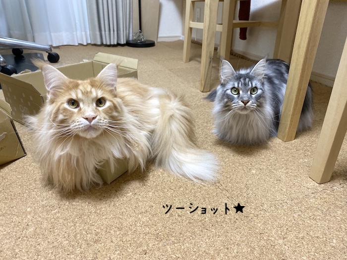 f:id:chikojirou:20191209214239j:plain
