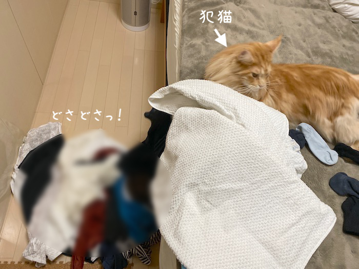 f:id:chikojirou:20191210215901j:plain
