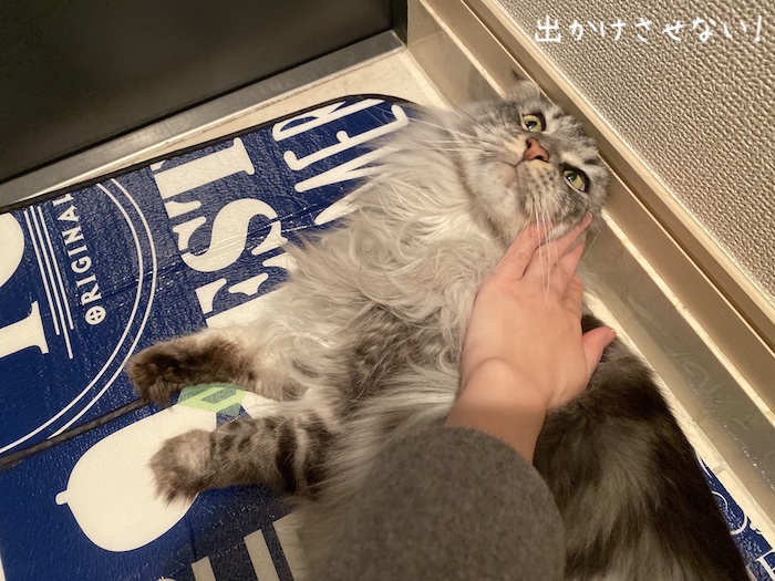 f:id:chikojirou:20191210215912j:plain