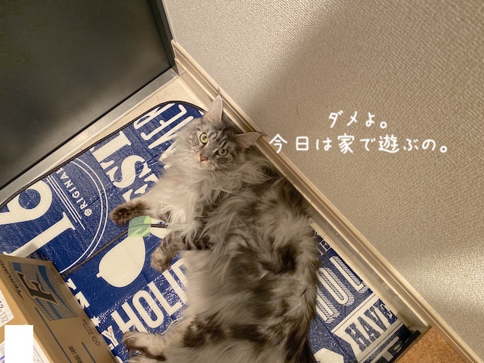 f:id:chikojirou:20191210215915j:plain