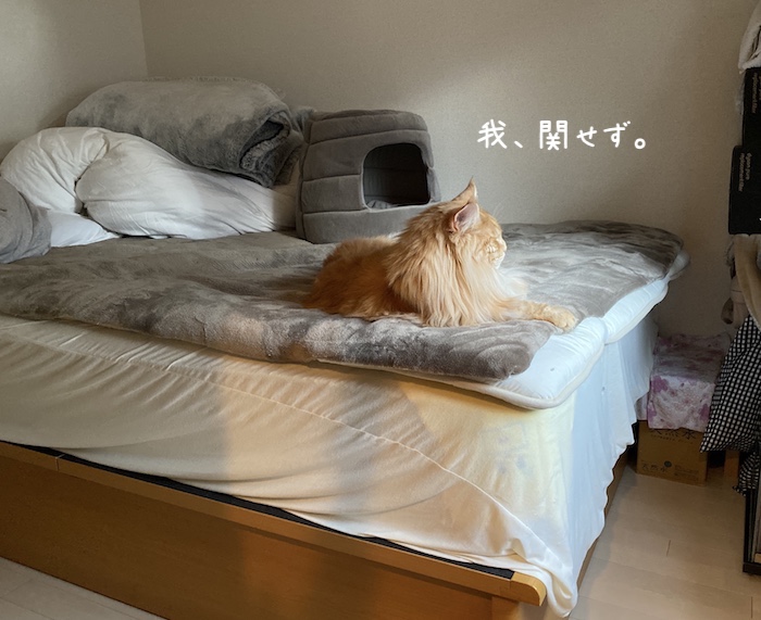 f:id:chikojirou:20191210215918j:plain
