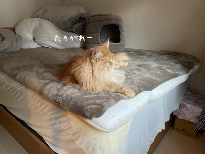 f:id:chikojirou:20191210215921j:plain