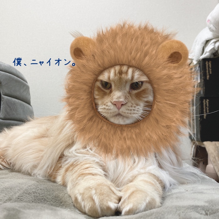 f:id:chikojirou:20191210215931j:plain