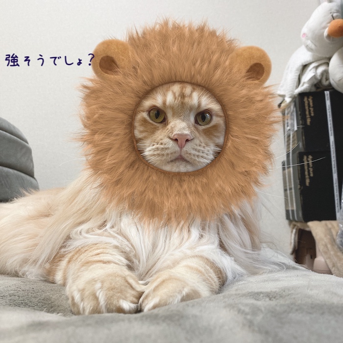f:id:chikojirou:20191210215936j:plain