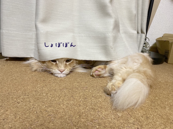 f:id:chikojirou:20191216213458j:plain