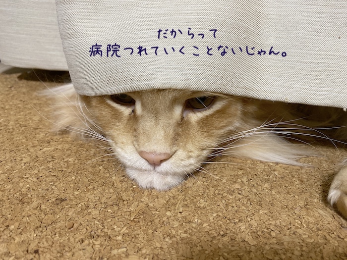 f:id:chikojirou:20191216213507j:plain