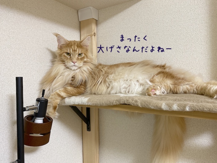 f:id:chikojirou:20191216213510j:plain