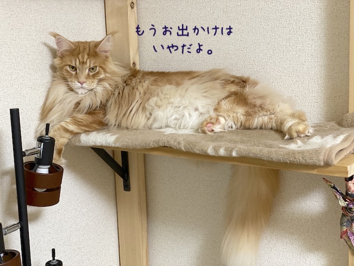 f:id:chikojirou:20191216213514j:plain