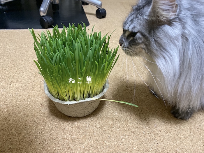 f:id:chikojirou:20191216213517j:plain