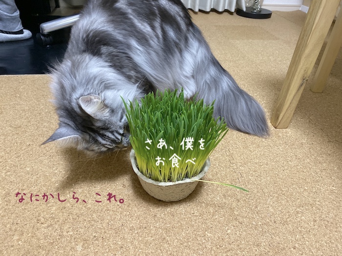 f:id:chikojirou:20191216213520j:plain