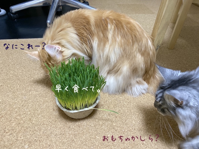 f:id:chikojirou:20191216213523j:plain