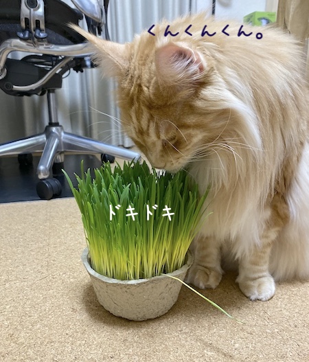 f:id:chikojirou:20191216213527j:plain
