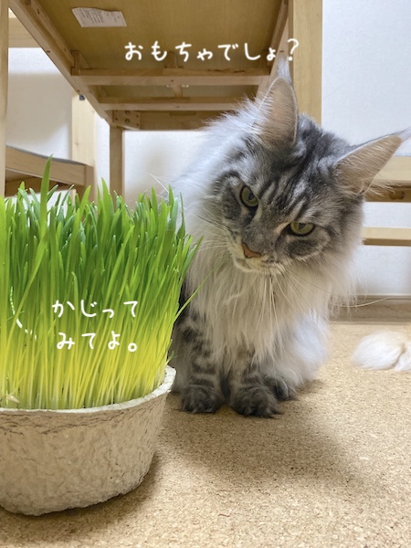 f:id:chikojirou:20191216213534j:plain