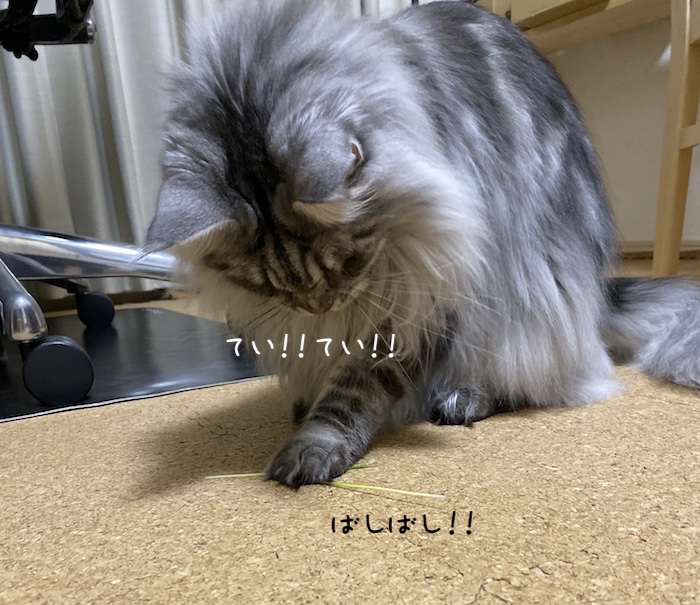 f:id:chikojirou:20191216213537j:plain