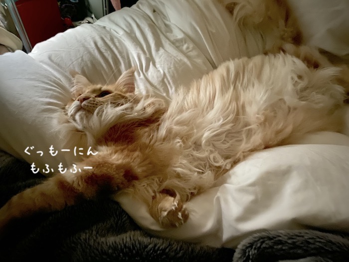 f:id:chikojirou:20191216213540j:plain