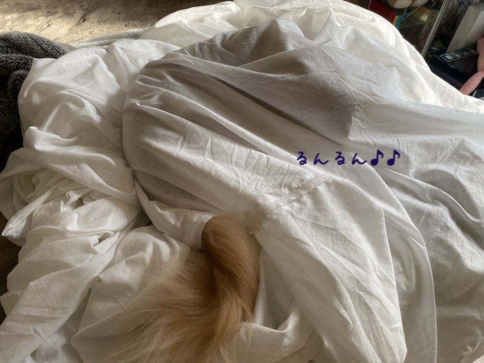 f:id:chikojirou:20191216213544j:plain