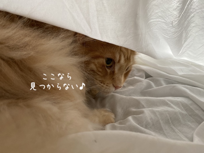 f:id:chikojirou:20191216213546j:plain