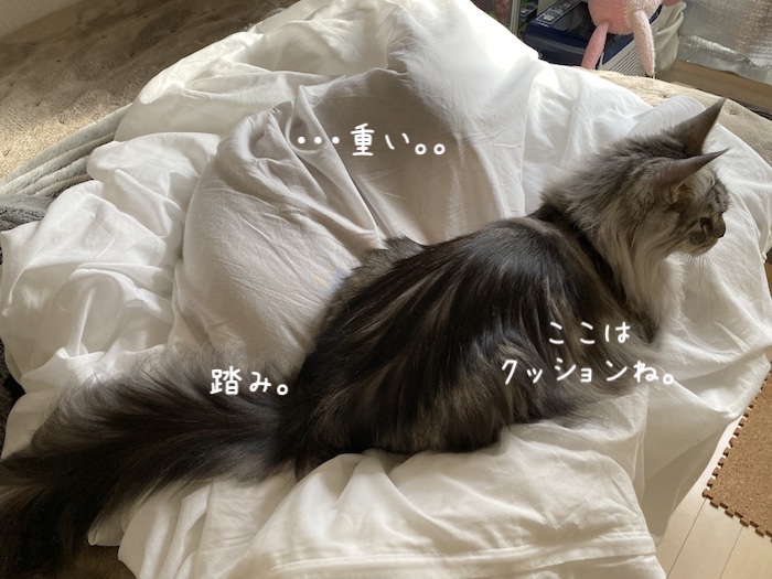 f:id:chikojirou:20191216213550j:plain