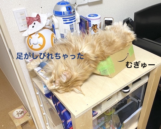 f:id:chikojirou:20200107215111j:plain f:id:chikojirou:20200107215111j:plain