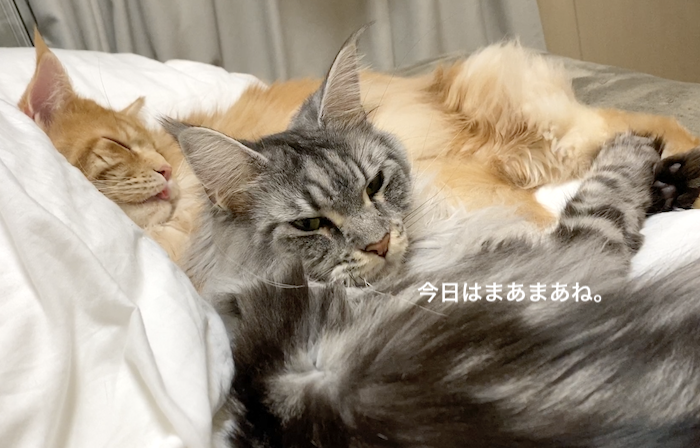 f:id:chikojirou:20200108220403p:plain