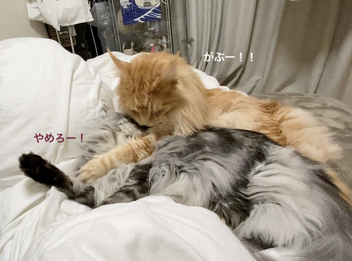 f:id:chikojirou:20200108220406p:plain