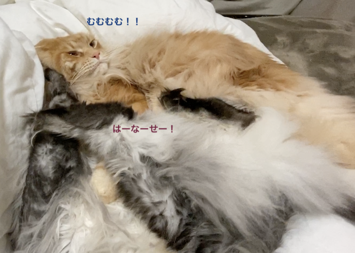 f:id:chikojirou:20200108220410p:plain
